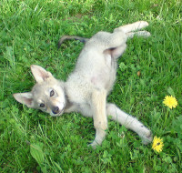 Chiot pendant une séance d'éveil